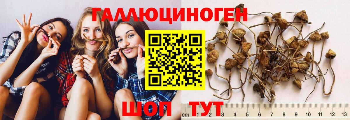 Гатчина  Галлюциногенные грибы MAGIC MUSHROOMS  Псилоцибиновые грибы Magic Shrooms  Вход с VPN 
