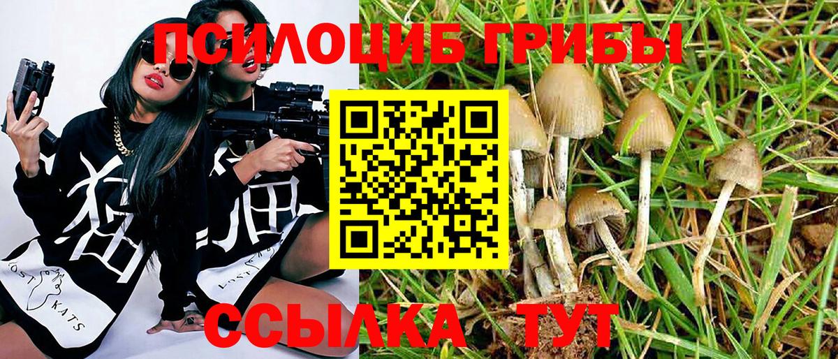 Псилоцибиновые грибы мицелий Гатчина